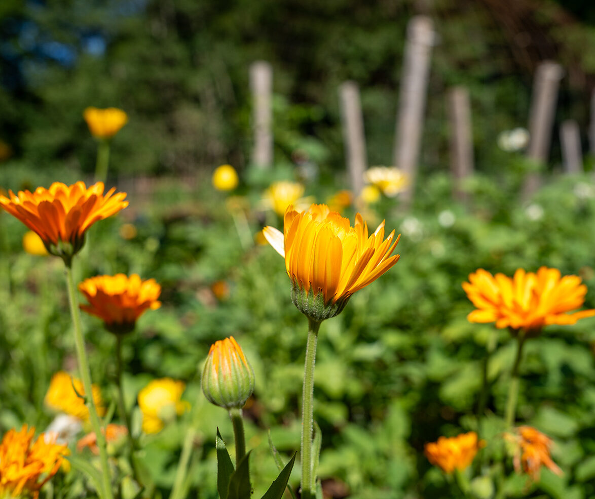 DSC05176_Ringelblumen