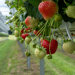 Foto_Erdbeere_sonnenergie-bauernhof