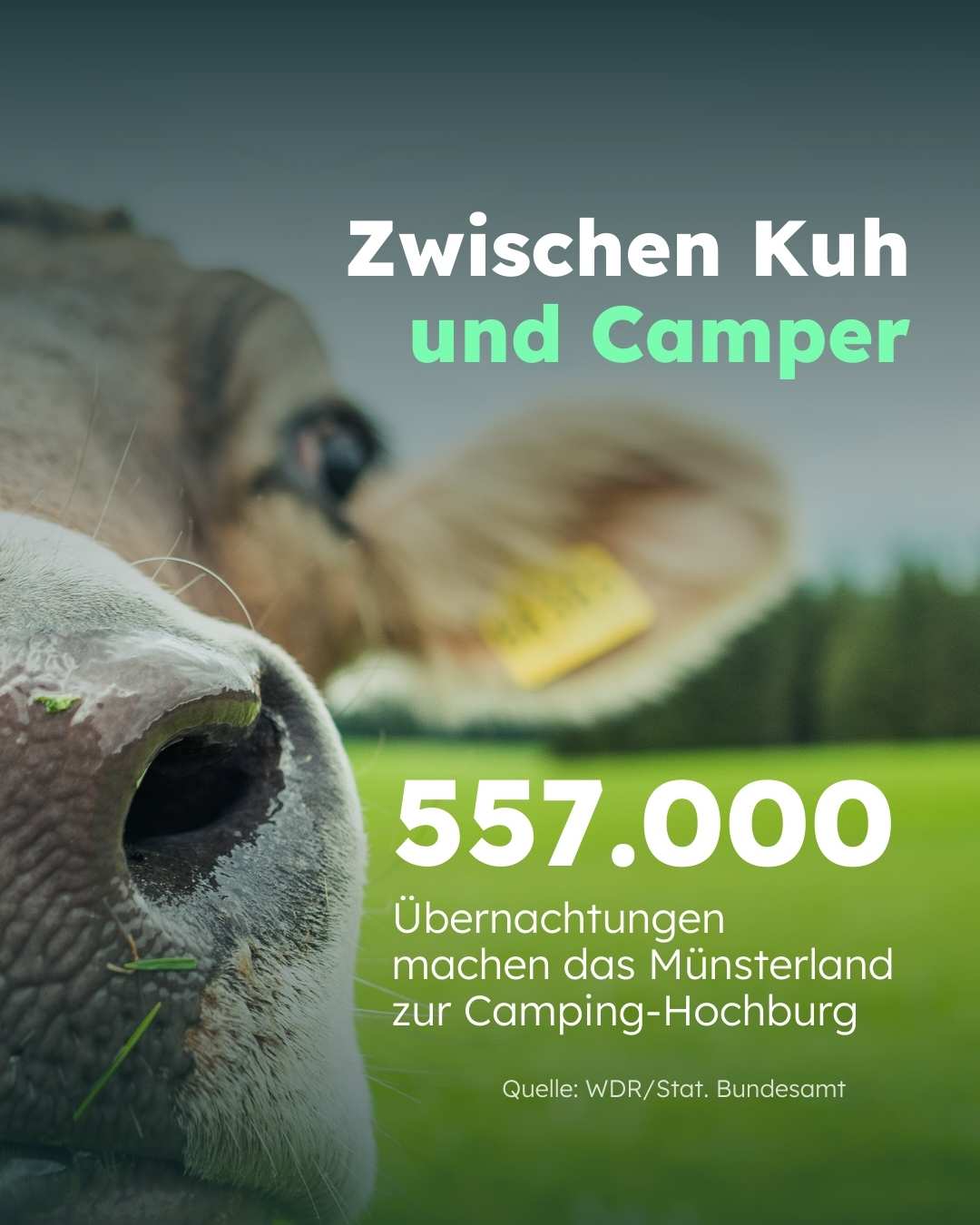 c1_sharepic 4_nachhaltiges-camping
