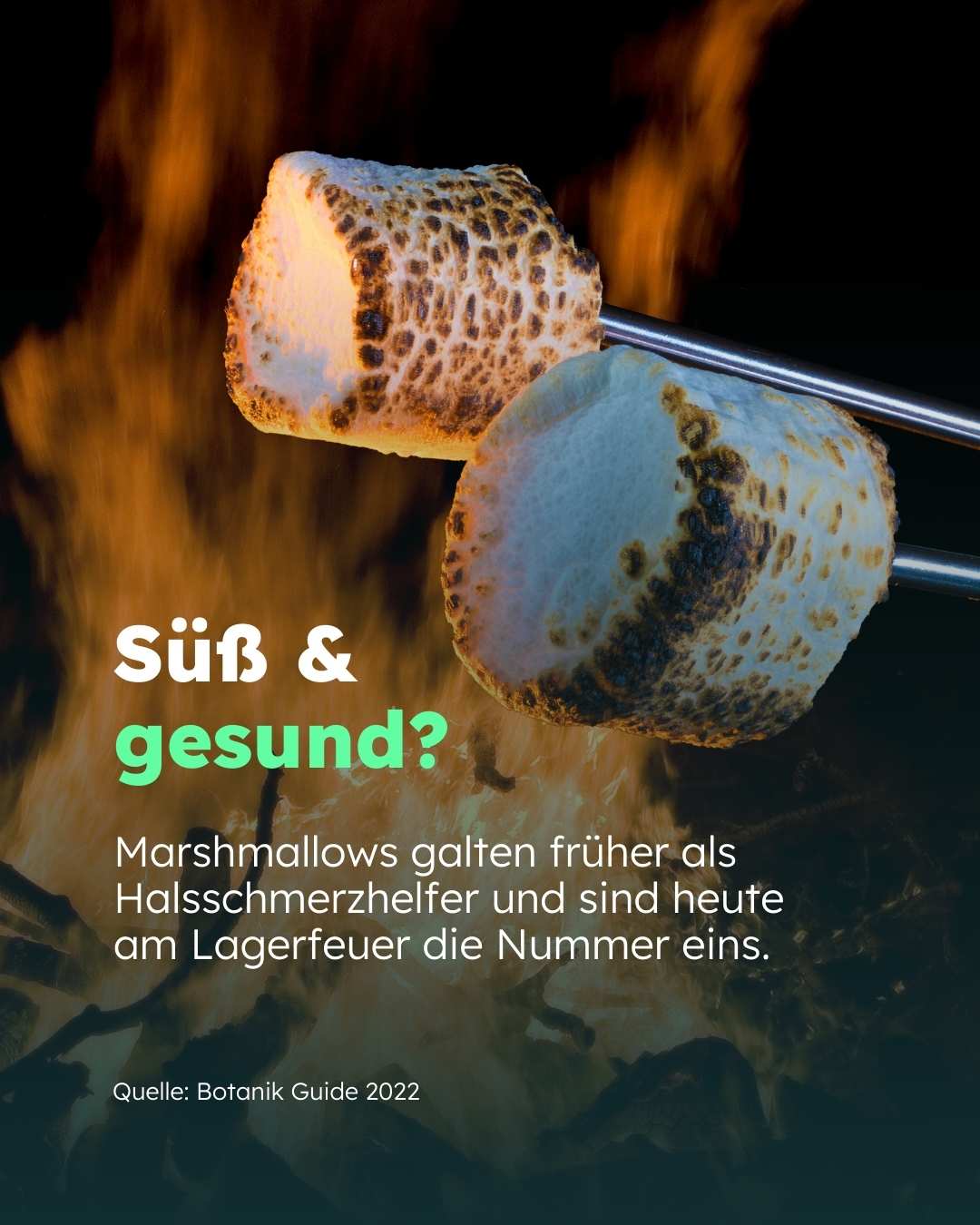 c2_sharepic 4_nachhaltiges-camping